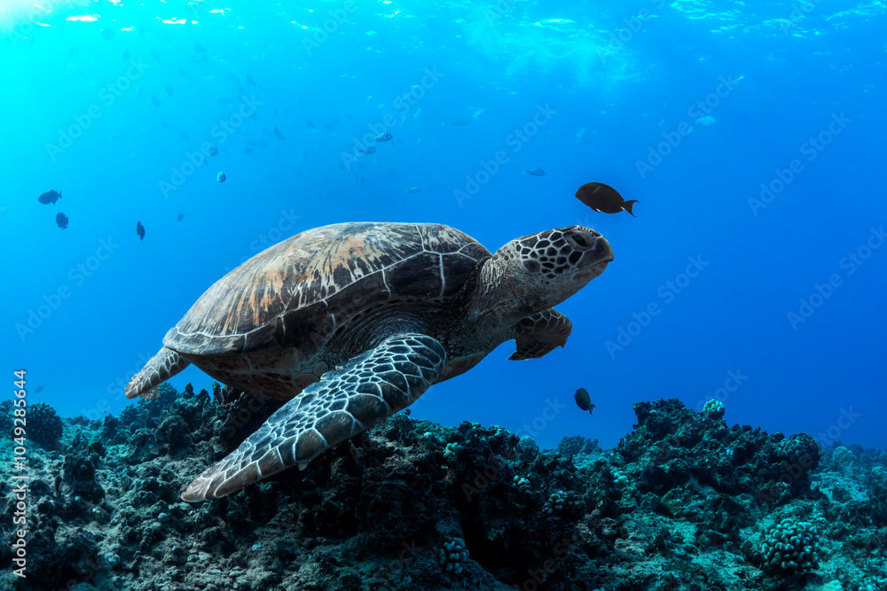 Obraz premium A sea turtle glides peacefully above a coral reef in the crystal-clear waters of Waikiki, Hawaii.