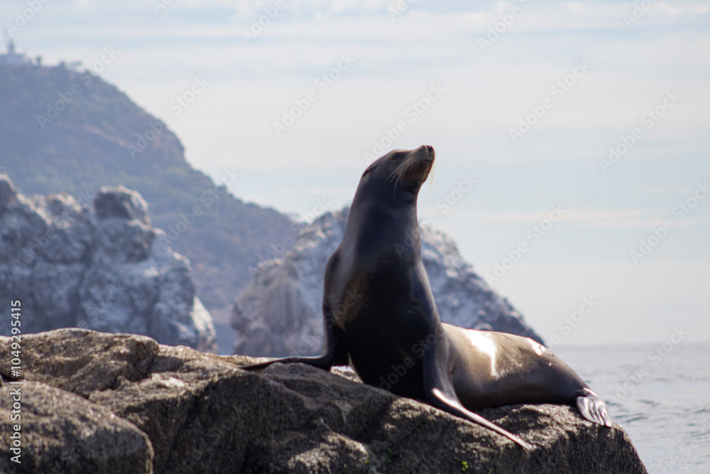 Fototapeta premium sea lion on the rocks