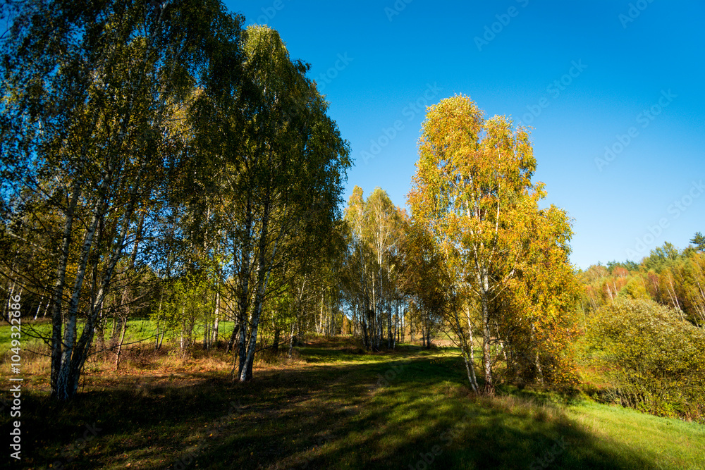 Naklejka premium autumn in the forest