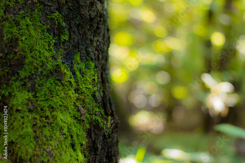 green moss background