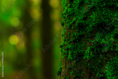 green moss background