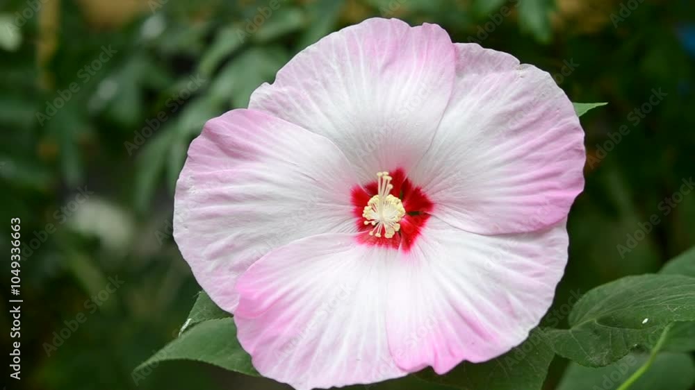 Herbaceous Hibiscus. Flower of the blooming Herbaceous Hibiscus. A large beautiful flower with large white-pink petals, a red center and a light yellow stamen, growing on a bush with green leaves. Herbaceous Hibiscus. Flower of the blooming Herbaceous Hibiscus. A large beautiful flower with large white-pink petals, a red center and a light yellow stamen, growing on a bush with green leaves.