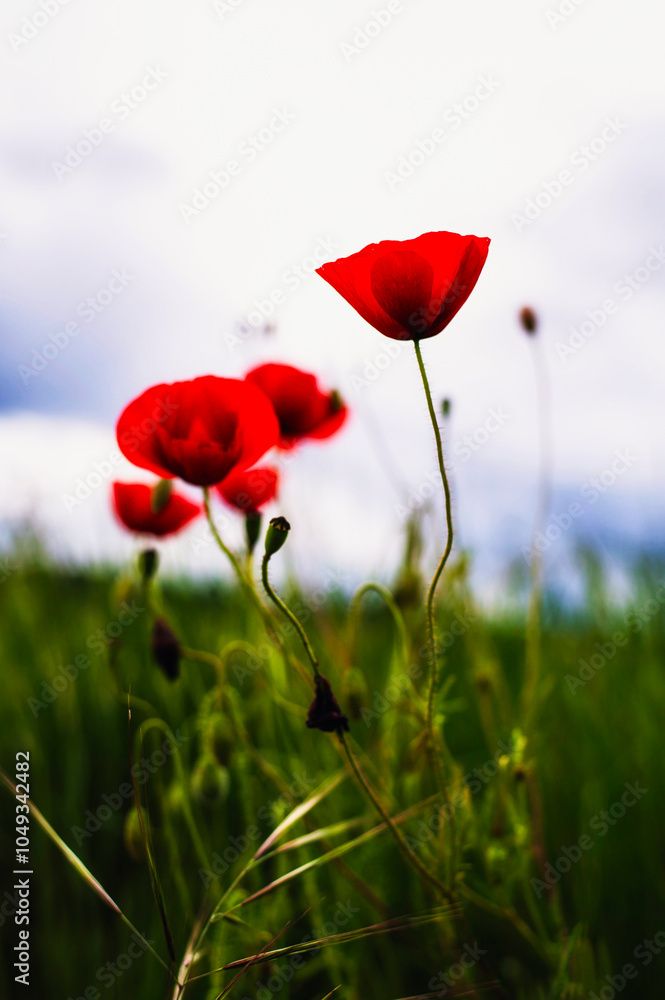 Obraz premium Coquelicot(s)