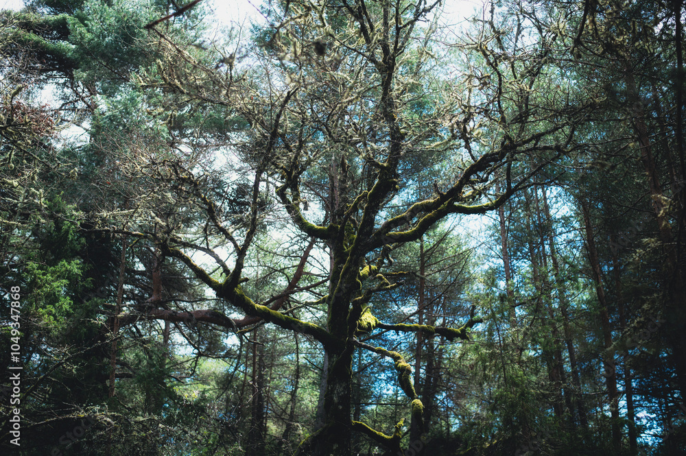 Obraz premium Arbre et mousse