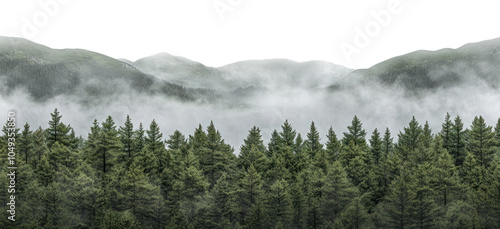 PNG Misty forest mountains with tall green trees nature fog landscape. photo