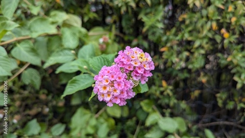 lantana flowers in the garden photo