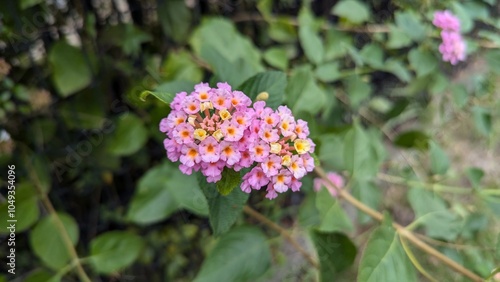 pink lantanas photo