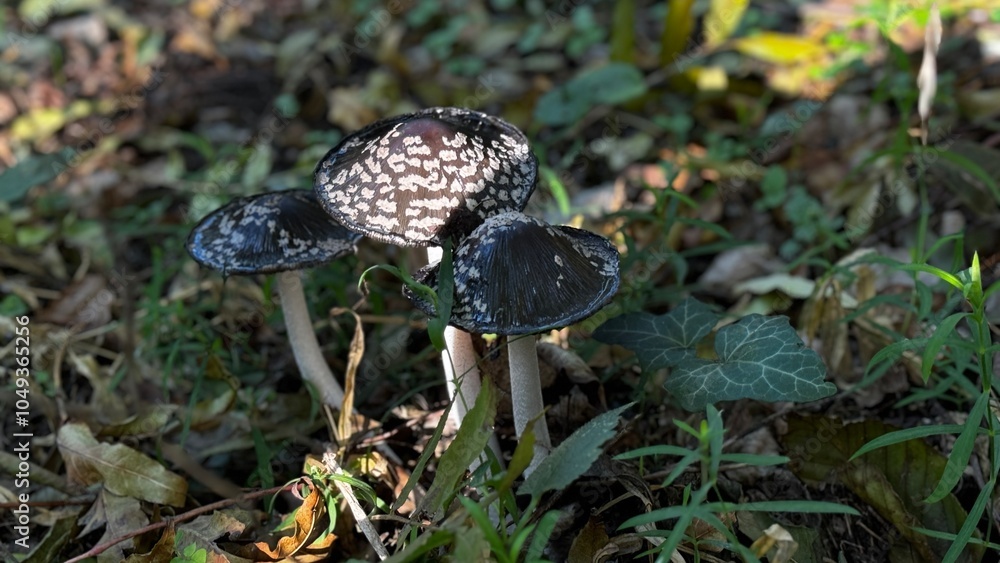 A vibrant group of various mushrooms is growing in the lush grass A vibrant group of various mushrooms is growing in the lush grass