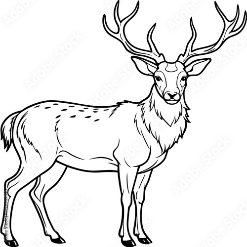 Stag Buck