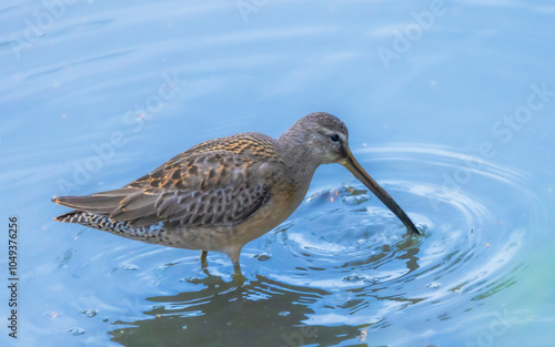 Short-billed Dowitcher photo