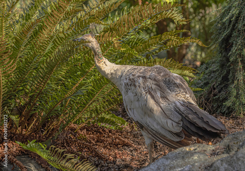 Leucistic Peacock photo