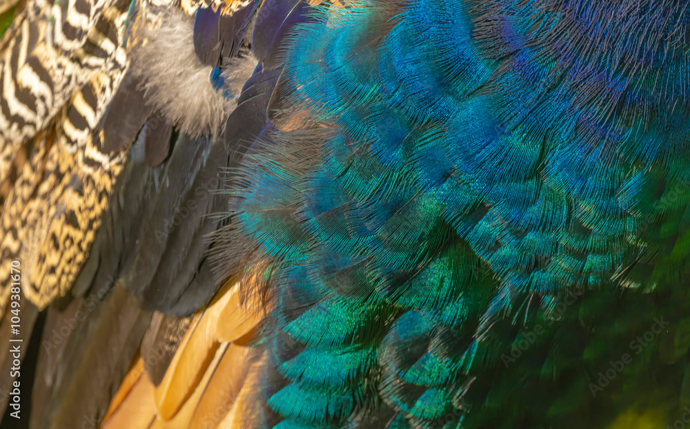Obraz premium Peacock Feathers