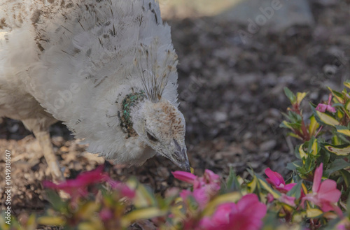 Leucistic Peacock photo