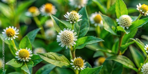 Wallpaper Mural Closeup of Eclipta prostrata plant known as false daisy, yerba de tago, bhringraj Torontodigital.ca