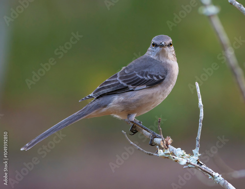 Mockingbird Perched On a trre branch #1049392850