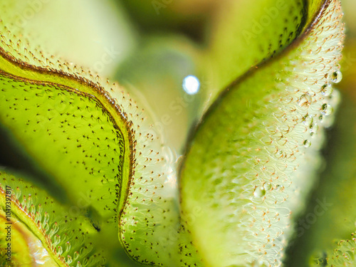 Salvinia cucullata weed in the river photo