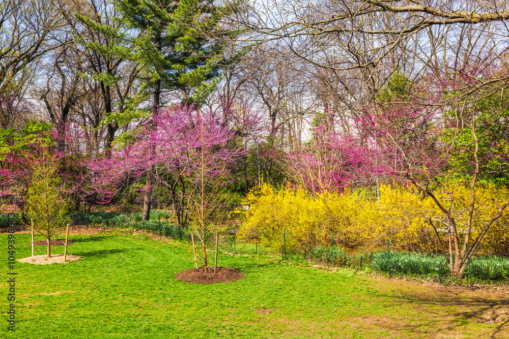 Vibrant spring landscape in Central Park New York with green grass, blooming pink and yellow shrubs, and tall trees. Vibrant spring landscape in Central Park New York with green grass, blooming pink and yellow shrubs, and tall trees.