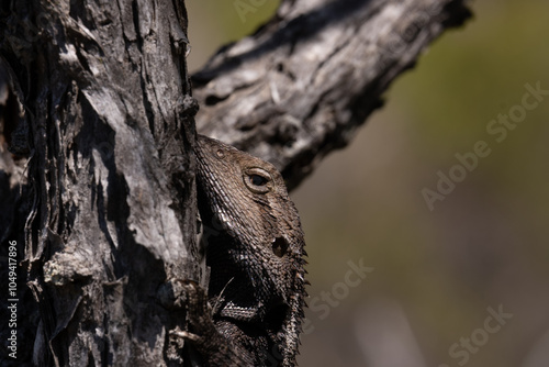 Australian Lizard Lounging Under the Sun