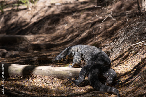 Australian Goannas: Explorers of the Wilderness