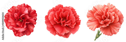 Hyperrealistic red carnation bloom with ruffled petals, collection, clipart, isolated on transparent background