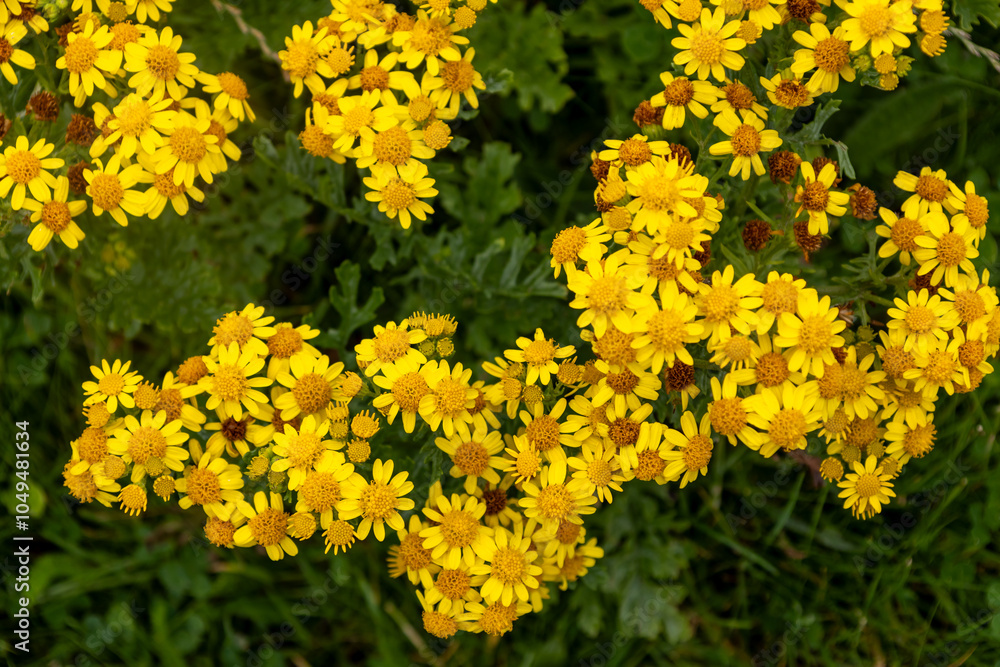 Close up full frame texture background of Yellow Ragwort flowers (Jacobaea vulgaris) in bloom in a remote country meadow