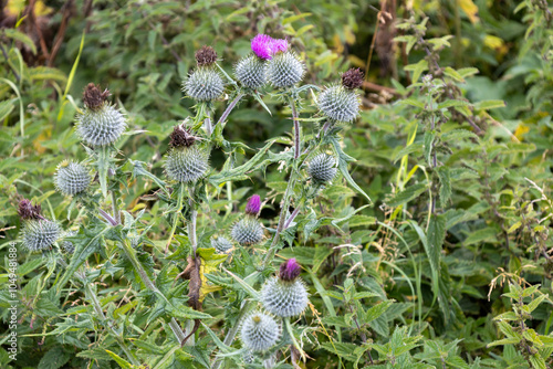 Close up full frame texture background of purple Scottish thistle flowers (onopordum acanthium) in various stages of bloom in a remote country meadow photo