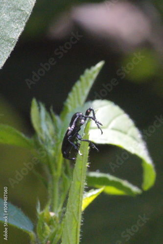 Long-necked black beetle on a leaf in the Intag Valley outside of Apuela, Ecuador photo