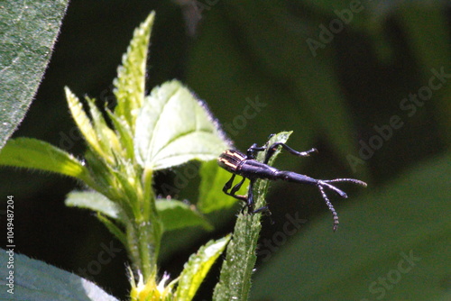 Long-necked black beetle on a leaf in the Intag Valley outside of Apuela, Ecuador photo