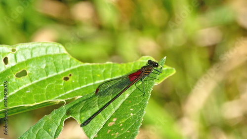 Black and red damselfly on a leaf in the Intag Valley outside of Apuela, Ecuador photo