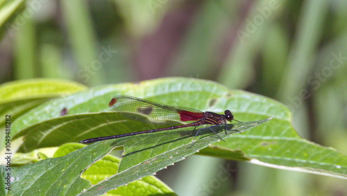 Black and red damselfly on a leaf in the Intag Valley outside of Apuela, Ecuador photo