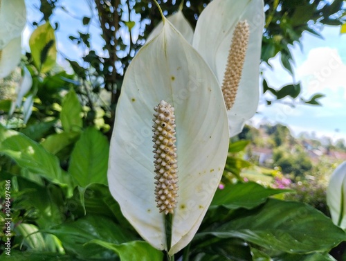 Spathiphyllum cochlearispathum or peace lily blooms in the flower garden photo