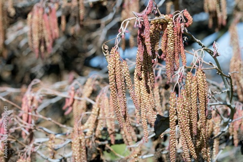 Alnus Glutinosa Flowers: Delicate Beauty of Black Alder Trees photo