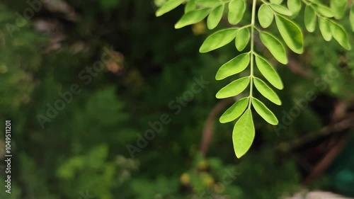 Moringa fresh leaf closup 