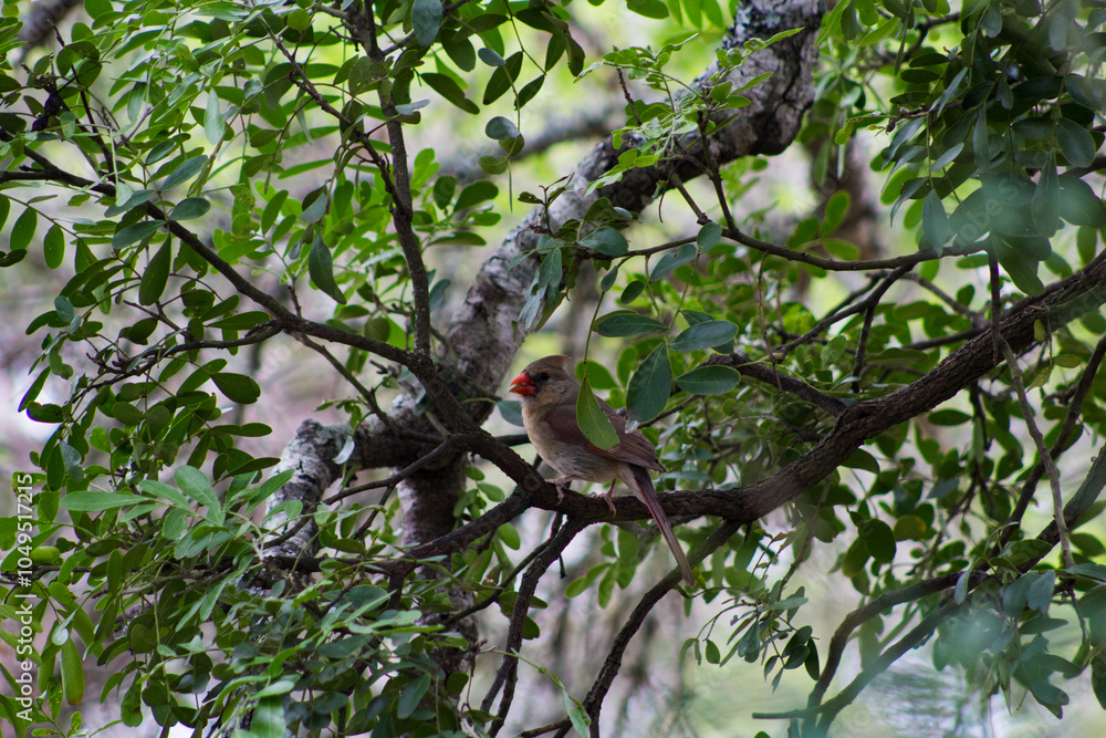 Obraz premium cardinal on a branch