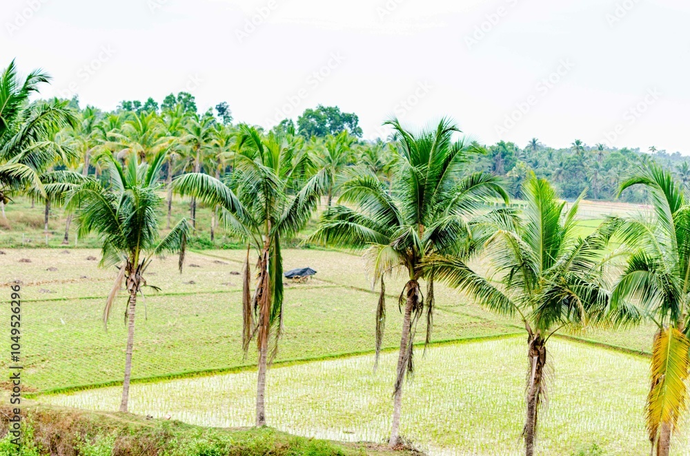 Fototapeta premium Rural landscape in India