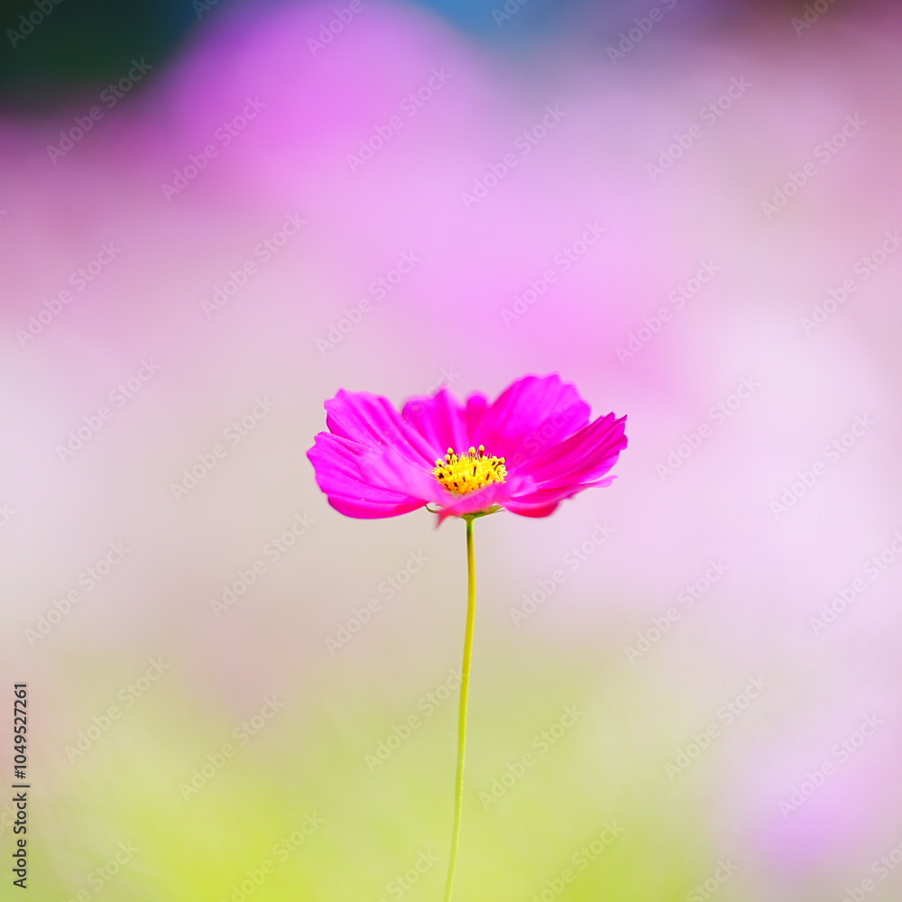 美しいコスモス