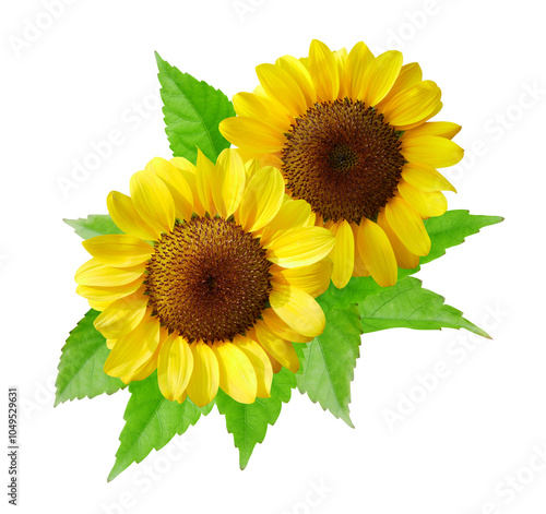 Sunflower bouquet isolated on transparent background