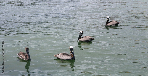 pelicans swimming in the water