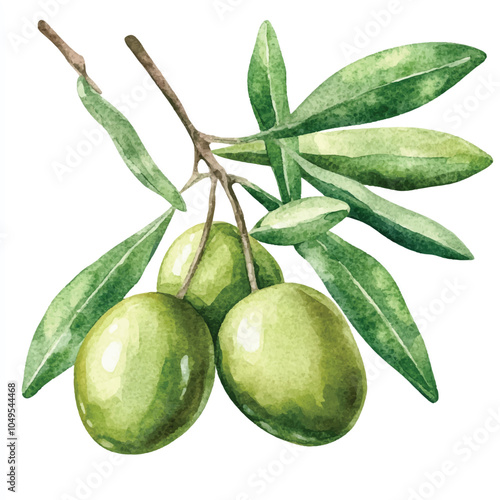 Olive fruit watercolor clipart illustration