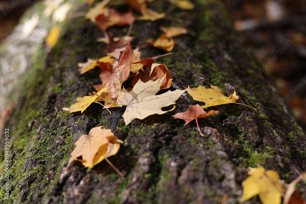 Fall leaves perspective laying on mossy fallen tree Fall leaves perspective laying on mossy fallen tree