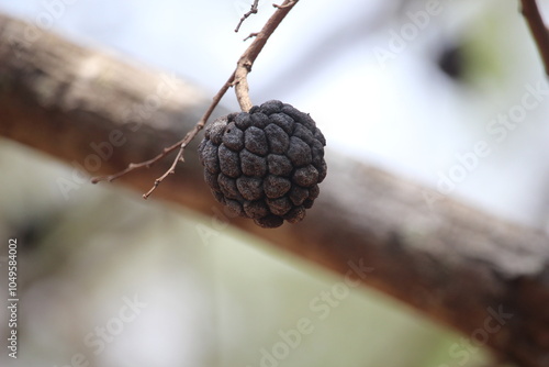 close up of ripe soursop fruit or annona squamosa fruit which is blackish in color