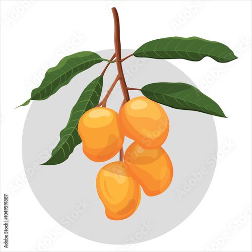 Ripe Mangoes Dangle From a Lush Branch