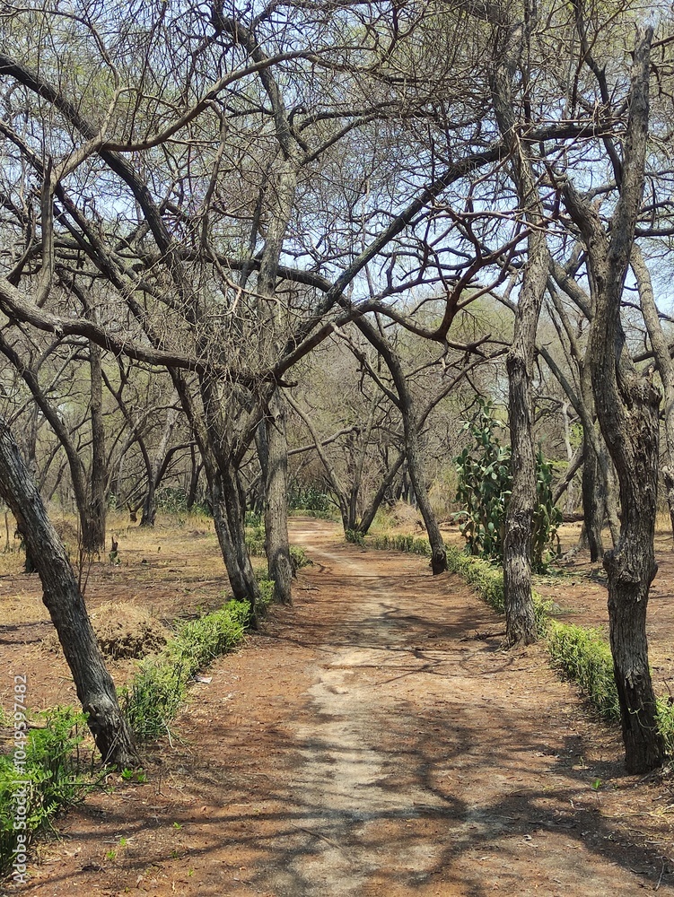 coastal forest vegetation is still shady coastal forest vegetation is still shady