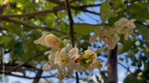 Wallpaper Mural yellow flowers on a branch Torontodigital.ca