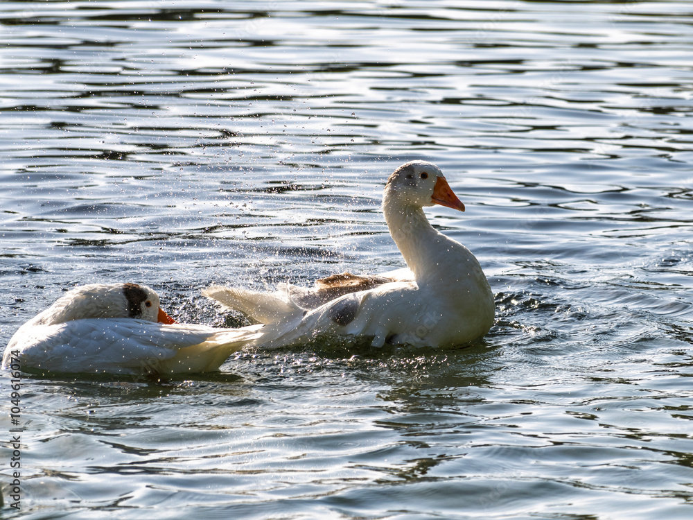 Fototapeta premium cute geese in the lake