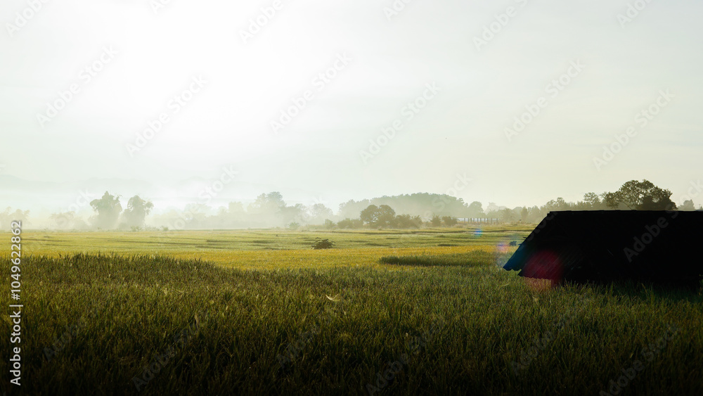 Rice fields in the morning with sunlight shining bright and beautiful yellow. Rice fields in the morning with sunlight shining bright and beautiful yellow.