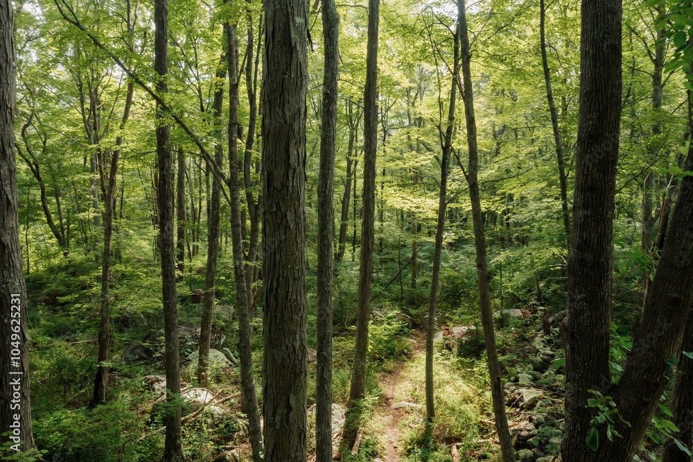 Fototapeta premium Quiet tranquil green forest in Stonington, Connecticut, United States.