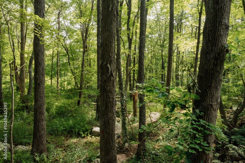 Obraz premium Quiet tranquil green forest in Stonington, Connecticut, United States.
