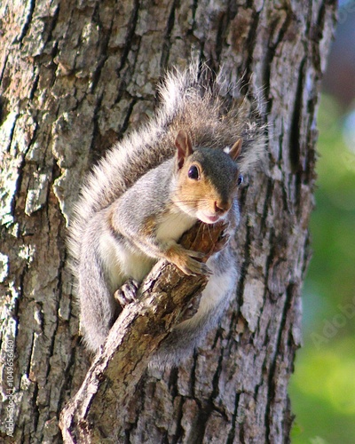 alert and cautious squirrel in tree