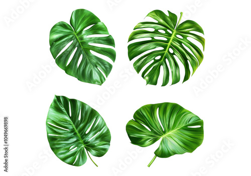 Photo of monstera leaves .Transparent background. Isolated PNG.